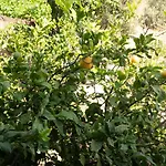 Olive Garden וילה