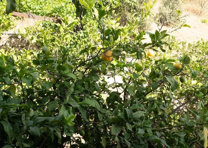 Olive Garden Вилла